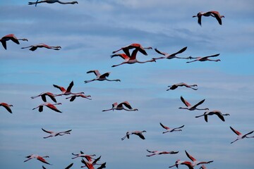 Flamingos (Phoenicopterus roseus) in the Ria Formosa Natural Park, Olhão, Algarve, Portugal