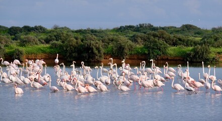 Flamingos (Phoenicopterus roseus) in the Ria Formosa Natural Park, Olhão, Algarve, Portugal