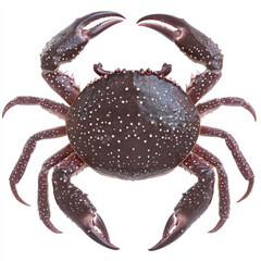 A large, dark-colored crab with speckled shell, viewed from above