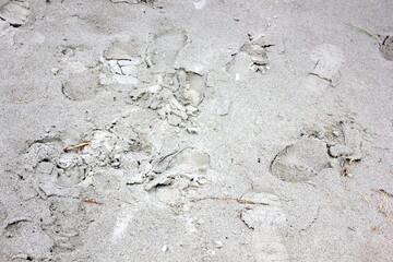 print steps on the grey sand background