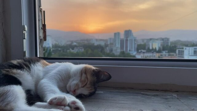 cat slepping on the window
