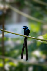 Fototapeta premium Seychelles Paradise Flycatcher Male Long Tail