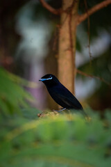 Seychelles Paradise Flycatcher 