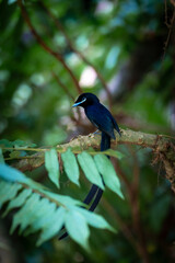 Seychelles Paradise Flycatcher in the forest - La Digue