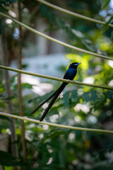 Seychelles Paradise Flycatcher in the forest - La Digue