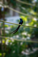 Seychelles Paradise Flycatcher in the forest - La Digue