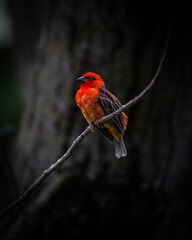 Amazing bird close-up encounter - Red Fody in the forest