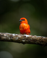 Amazing bird close-up encounter - Red Fody in the forest
