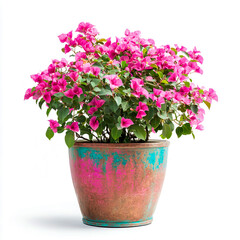 The pink bougainvillea bloomed brightly in the vibrant basket, adding color and life to the white background.