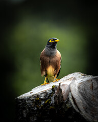 Amazing bird close-up encounter - Myna in the forest