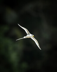 White bird on dark background - White Tailed Tropic bird