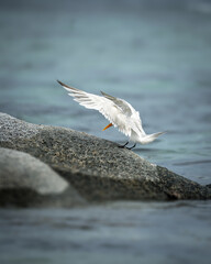 Amazing bird close-up encounter - sea bird tern