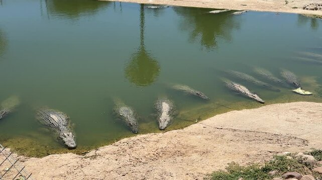 A row of Nile Crocodiles bask in the sun outside of the Le Bonheur Crocodile farm close to Paarl, South Africa.