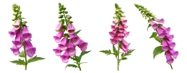 Set of foxglove flowers, isolated on transparent background