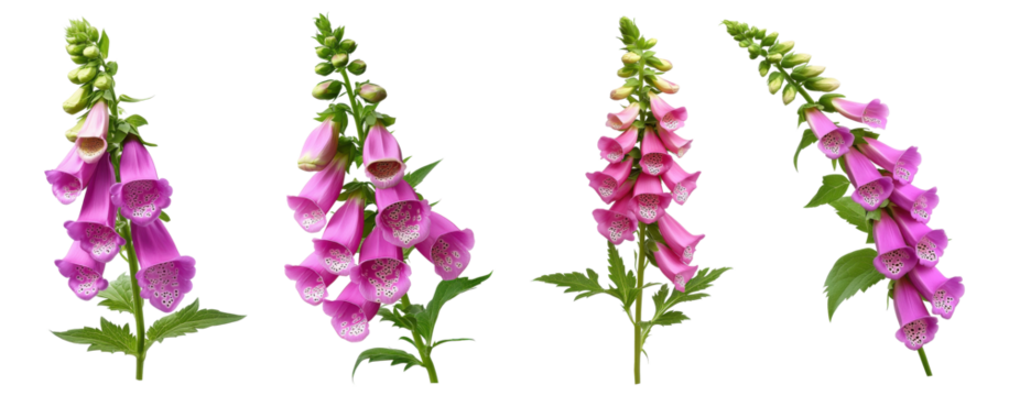 Set of foxglove flowers, isolated on transparent background
