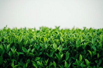Fototapeta premium Vibrant Green Tea Plantation Landscape: Lush Greenery Against a Bright Sky