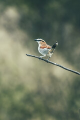 Tchagra bird on branch