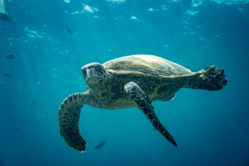 Obraz premium Turtle Swimming