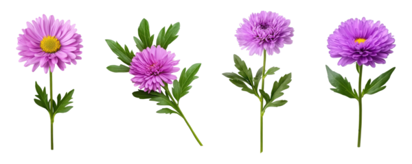 Set of purple aster flowers with lush green leaves, isolated on transparent background