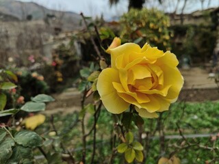 Rose flower for gardening blogs and nature related content, wedding invitations, greeting cards, floral designs