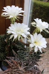 Elegant white cactus flowers in full bloom