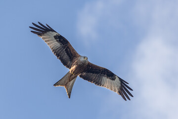 A red kite flying in search of its prey.