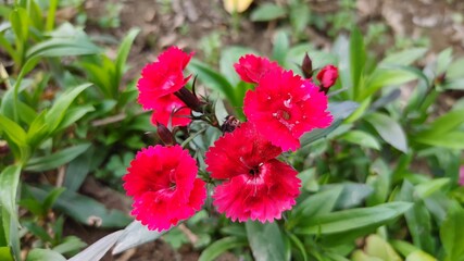 Telstar Carmine, Dianthus or Carnation flowers