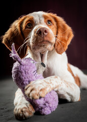 Beautiful portrait dogs looking up whit toy
