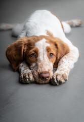 Beautiful portrait dogs looking 