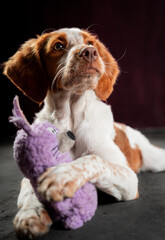 Beautiful portrait dogs looking up whit toy