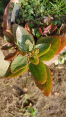 Widow's thrill or florist kalanchoe