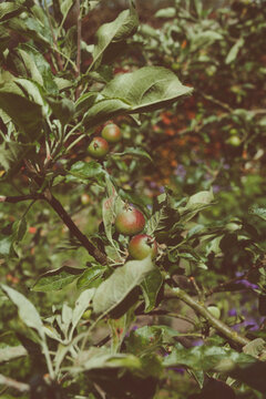 Apple Tree, Garden, Apple Season, Apples, Fruit Trree