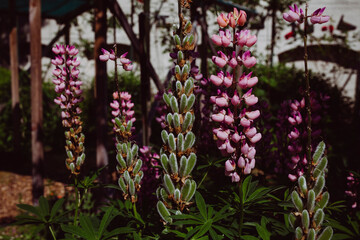 Beautiful flower in full bloom