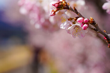 足柄の春を彩る春めき桜