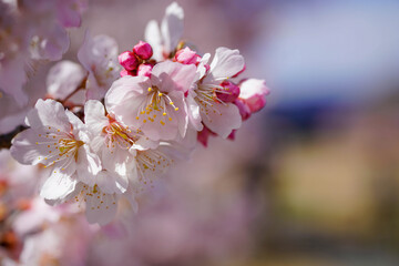 足柄の春を彩る春めき桜
