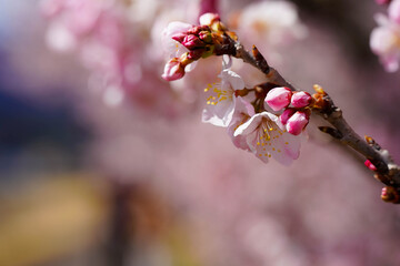 足柄の春を彩る春めき桜