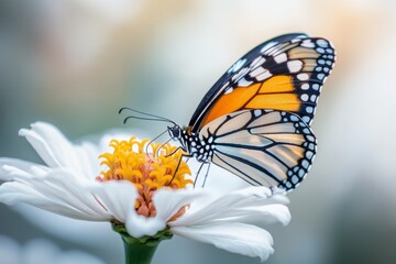 Fototapeta premium A butterfly perched on a white zinnia bloom, with its wings open and vibrant colors contrasting the soft flower