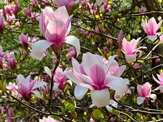 Magnolia pink white flowers in spring park 