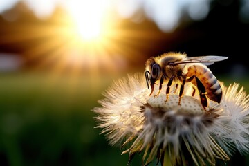 A mesmerizing image of a bee pollinating a dandelion during the golden hour, showcasing the beauty of nature and the intimate relationship between insects and flowers.
