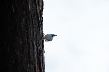 White-Breasted Nuthatch on a Tree Trunk
