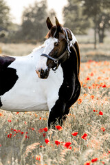 beautiful barrock pinto horse equine black and white 