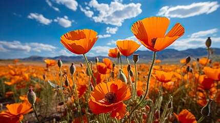 Obraz premium Poppy flower field 