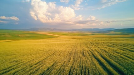 Obraz premium Golden Fields of Abundance: A Serene Landscape