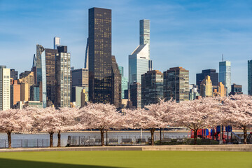 Hunter's Point South Park in Long Island City, Queens. View of cherry trees in bloom with Midtown Manhattan skyscrapers. Spring in New York City