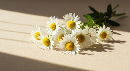 Obraz premium Elegant white daisies on soft beige surface with warm natural light.