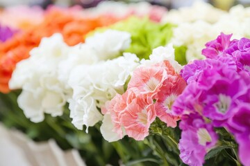 Fototapeta premium A vibrant array of colorful flowers, featuring shades of white, pink, purple, orange, and green, creating a cheerful floral display.