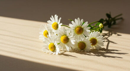 Obraz premium Elegant white daisies on soft beige surface with warm natural light.