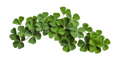 Vibrant Green Clover Leaves on a White Background