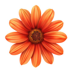 Mexican sunflower isolated on transparent white background, With clipping path.