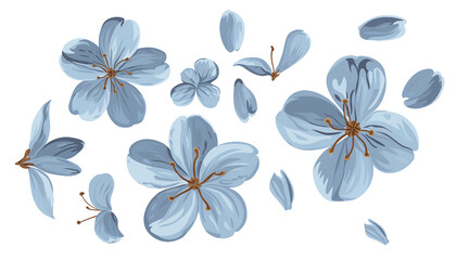 Obraz premium Delicate Light Blue Flowers in Various Stages of Bloom